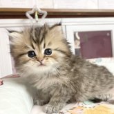 ペルシャ(チンチラ)