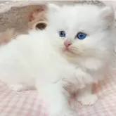 ミヌエット(長足)