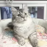 ミヌエット(短足)