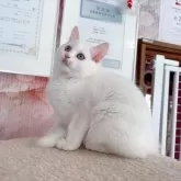 マンチカン(長足)