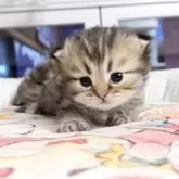 ペルシャ(チンチラ)