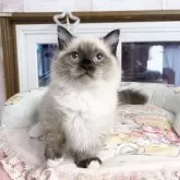 ミヌエット(短足)