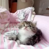 ミヌエット(長足)