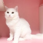 マンチカン(長足)