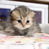 ペルシャ(チンチラ)