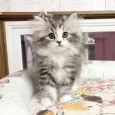 マンチカン(長足)