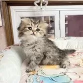 ペルシャ(チンチラ)