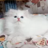 ミヌエット(長足)【千葉県・男の子・2025年1月18日・ホワイト】の写真1