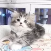 マンチカン(長足)