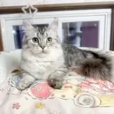 ミヌエット(短足)