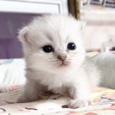 ペルシャ(チンチラ)