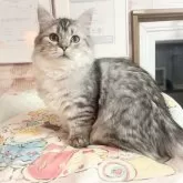 ミヌエット(短足)