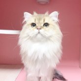 ブリティッシュショートヘア