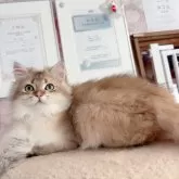 ブリティッシュショートヘア