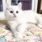 ミヌエット(長足)