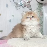 ブリティッシュショートヘア