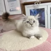 ミヌエット(短足)