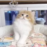 ミヌエット(長足)【千葉県・男の子・2025年9月5日・ゴールデン&ホワイト】の写真2