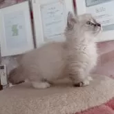 ミヌエット(短足)【千葉県・男の子・2025年8月8日・シールリンクスポイント】の写真2