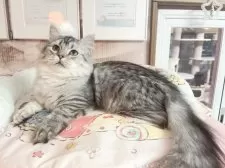 ミヌエット(短足)【千葉県・男の子・2025年7月1日・シルバー】の写真2