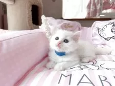 マンチカン(長足)【千葉県・男の子・2025年6月16日・ホワイト】の写真2