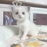 ラグドール【千葉県・男の子・2025年10月28日・シールポイント】の写真2