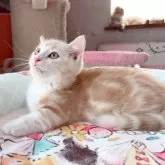 マンチカン(短足)【千葉県・男の子・2025年4月3日・レッドタビー&ホワイト】の写真2