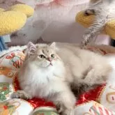 ブリティッシュショートヘア【千葉県・男の子・2024年9月1日・チョコゴールデン】の写真2