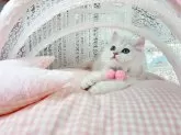 ミヌエット(長足)【千葉県・女の子・2024年9月2日・シルバー】の写真2