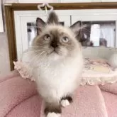 ミヌエット(短足)【千葉県・男の子・2025年8月8日・シールポイント】の写真2