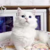 ミヌエット(短足)【千葉県・男の子・2025年7月1日・ホワイト】の写真3