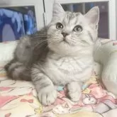 ミヌエット(長足)【千葉県・男の子・2025年8月27日・ブルータビー】の写真3