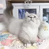 ミヌエット(短足)【千葉県・女の子・2025年8月8日・シールリンクスポイント】の写真4