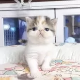 エキゾチックロングヘア【千葉県・女の子・2025年10月1日・キャリコ】の写真4