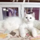 ミヌエット(長足)【千葉県・男の子・2025年10月8日・ホワイト】の写真4