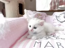 マンチカン(長足)【千葉県・男の子・2025年6月16日・ホワイト】の写真4