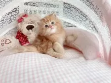 マンチカン(長足)【千葉県・男の子・2025年2月25日・レッド】の写真4