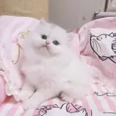 ミヌエット(長足)【千葉県・女の子・2026年2月18日・白】の写真4