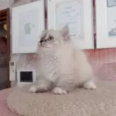 ミヌエット(短足)【千葉県・男の子・2025年8月8日・シールリンクスポイント】の写真4