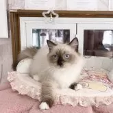 ミヌエット(短足)【千葉県・男の子・2025年8月8日・シールポイント】の写真4