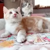 マンチカン(短足)【千葉県・男の子・2025年4月3日・レッドタビー&ホワイト】の写真4