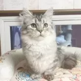 ミヌエット(短足)【千葉県・男の子・2025年7月1日・シルバー】の写真5