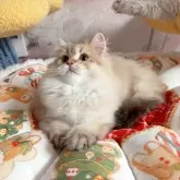 ブリティッシュショートヘア【千葉県・男の子・2024年9月1日・チョコゴールデン】の写真5