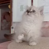 ミヌエット(短足)【千葉県・男の子・2025年8月8日・シールリンクスポイント】の写真5