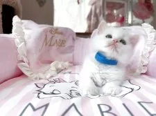 マンチカン(長足)【千葉県・男の子・2025年6月16日・ホワイト】の写真9