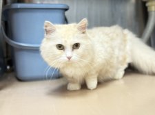 マンチカン【・男の子・2019年4月6日・カメオタビー&ホワイト】