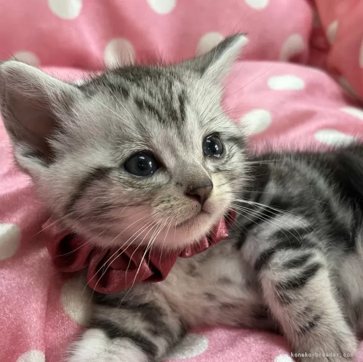 アメリカンショートヘア【愛知県・女の子・2026年2月24日・シルバータビー】の写真1