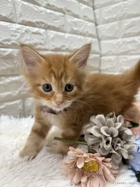 ID：2511-01648の子猫