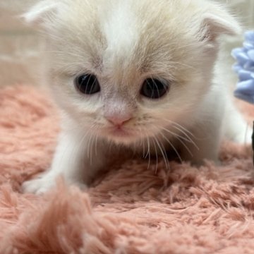 スコティッシュフォールド(折れ耳)【愛知県・男の子・2025年9月24日・クリームタビー&ホワイト(バン)】の写真「まんまんお顔に垂れ耳が可愛い❤️」