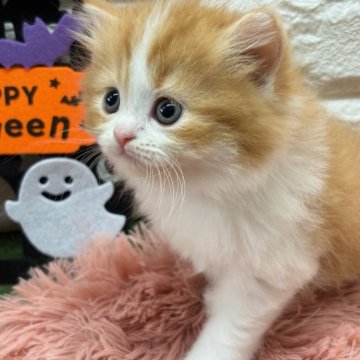 スコティッシュフォールド(立ち耳)【愛知県・男の子・2025年9月13日・レッドタビー&ホワイト】の写真「かなりイケメン！！可愛い！！」